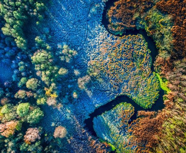 Colorful bird's eye view of rainforest